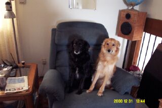Bear and Lulu - My grandpuppies