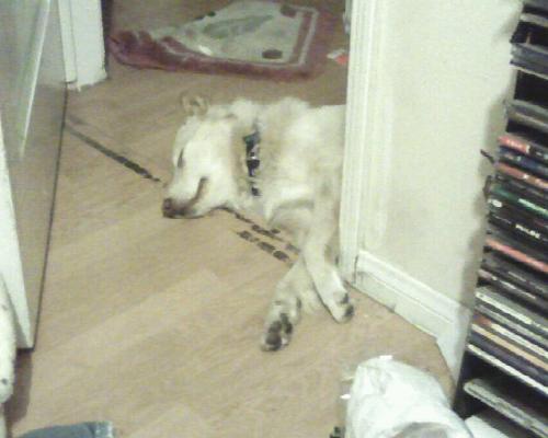 sleeping dog - There is a picture of my door to my room (pretty messy) picture was taken from inside my room  dog was sleeping and she looked rather dead  it's a...mix of labrador and something else which i forgot my mom didn't like the dog since it kept making a mess so we gave it away...:(