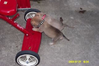 Tiny and Otis - Grandpuppies