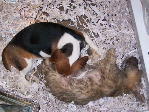 mall, puppies - I went out to the mall with my friends and these cute puppies were sleeping in a sexual position, to bad they woke up like 3 mins~ish after pic was taken  This was around christmas i believe   haha...i remember going to that same place around october and the dogs in the store was all 'dead' they were NOT active at all i guess since it was the holidays they musta gave em food to make em hyper or something