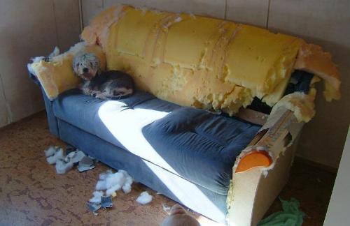 Dog destroys furniture - an angry puppy destroys a love seat Dog destroys furniture - an angry puppy destroys a love seat