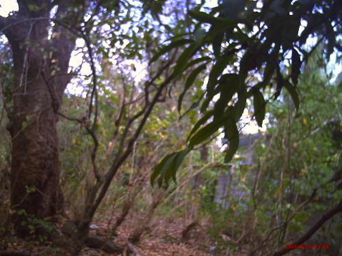 nice view - this picture was taken from the forest outside our house