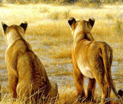 save the wild animal - many wild animals are facing the danger of extinction save the wild animal - many wild animals are facing the danger of extinction