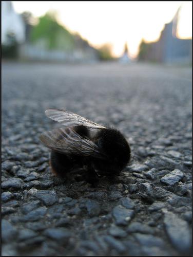 The City Kills - Macro picture of a dead insect
