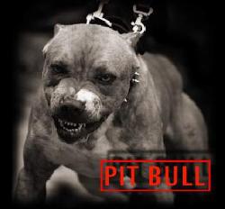 Pitbull danger - The pitbull is ugly