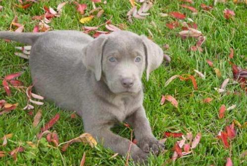 Silver Lab - a cutie on the grass