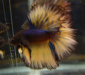 Mustard Gas Betta - A Halfmoon Mustard Gas betta