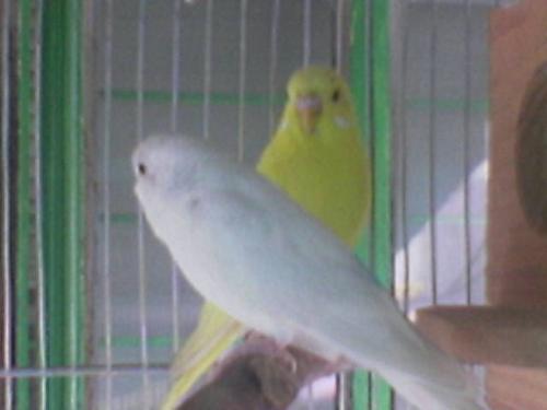 love birds - this love birds are one of my son's pet, what's you're favorite pet? and giving a chance to live again and do you still want to be human or animal like bird's  i will still wanna be a human.. but i'd like to fly soar up in the sky like birds can do..
