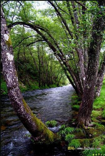 let's plant more trees - there are important resources.