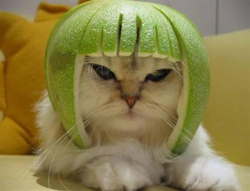 cats - another sweety