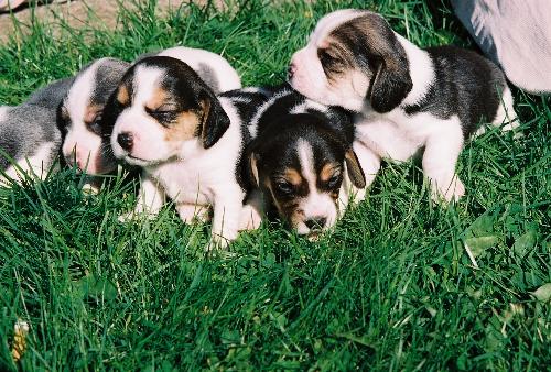 the pups - these are the last litter of beagle pups