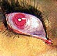 pink eye - i love the eye color!