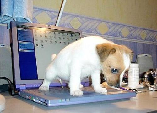 Laptop Dog - This is a picture of a really cute, little dog going to the bathroom on somebody's laptop computer. Funny picture. And time for a new laptop computer. LOL.