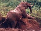Elephant - He is rolling over in laughter I tell you! :)