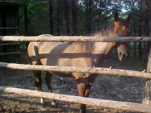 My horses - this is my mare Dixie the  one I am breaking at the present time... she is my little sweetie, she is like a large dog, well till you get on her lol  she is 4 1/2 red roan in color and is papered I may be interesed in sellin her, she would make a great brood mare if I dont get her finished