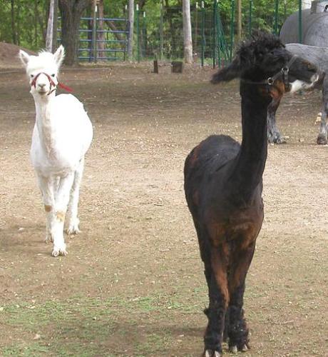 alpacas - These alpacas are full grown. I love the way the brown one walked up to me - then turned his nose up as if to snub me. hehe. The most valuable wool comes from the silver alpaca, which is very lovely, but I think I fancy this brown one better.