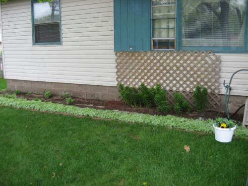 Lilies - One of the flower beds in my front yard I tend to daily.