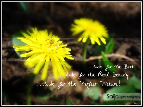 Photography - Using Canon SD500. I just love photography!!!