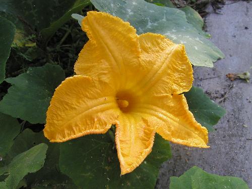 pumpkin flower - One of the blooming pumpkin flower with deep yellow petal in my yard.