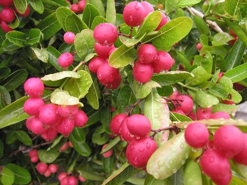 local berry - When ripe these local crimson berries become purplish. The ripened berries can be blended and boiled with some sugar added to make favorite fruit drink.