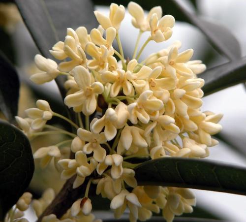 Sweet-scented osmanthus - the typical flower of suzhou