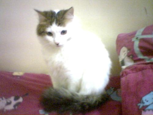 QIANA, cute cat - Qiana, a turkish van cat