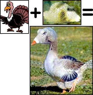 funny - a fish duck