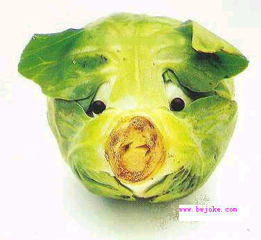 funny - A lovely pig.