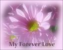 forever love - forever love image graphic