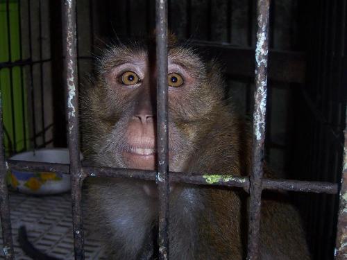 garry the monkey -  garry my cutes and loving pet! see, how loving it is? he even wants to be cuddled by you... meet my pet, the fastest moving animal on earth...
