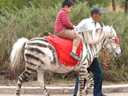 Fake Zebra - Fun for kids