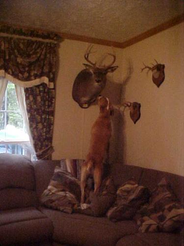 my dog and the deer  - My dog Bo came in the house and saw I had a mounted deer on the wall he was soo funny, he would get close to it growl and start barking, then run off the couch in circles and go back to it it was sooooooo funny. I laughed till I almost wet my pants... I wish I had a vidoe to share instead of the picture  lol