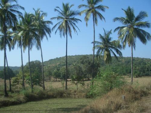 Scenery 2 - Coconut trees....
