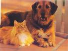 cat and dog - Who is the best - Dog or Cat?