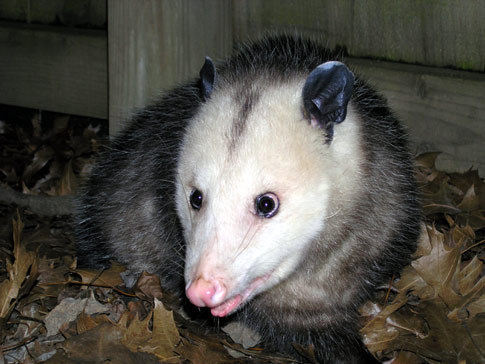 a Possum in the barn - a possum looks fearsome to me! its beady eyes and snarly face along with its rat like tail just gives me the shivers.