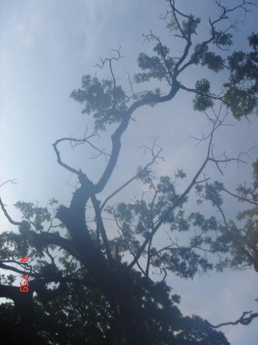 tree - the picture was taken during our company outing this summer.