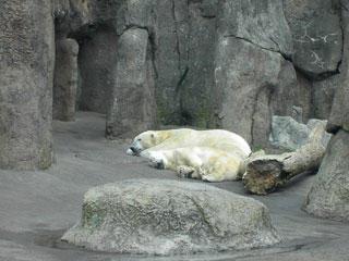 Polar bear Portland Zoo - Polar bear at the Portland Zoo 2003
