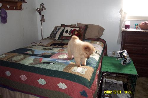 Mo at 2 months - She was a cute puppy, hardly any trouble.