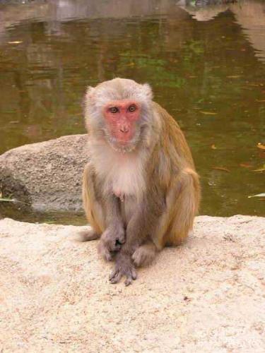a femal monkey - a femal monkey clever

