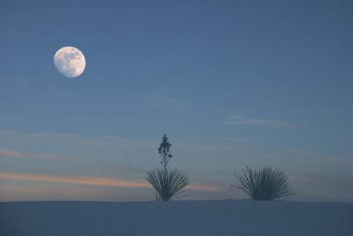 yucca plant  - yucca plants in the desert.
