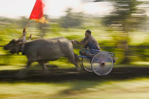 indonesia - man driving ox cart