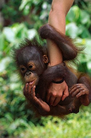 indonesia - baby orangutan hanging from a person's arm