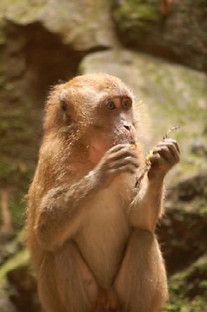 Monkey - A wise monkey.