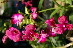 Flowers - Fresh flowers.