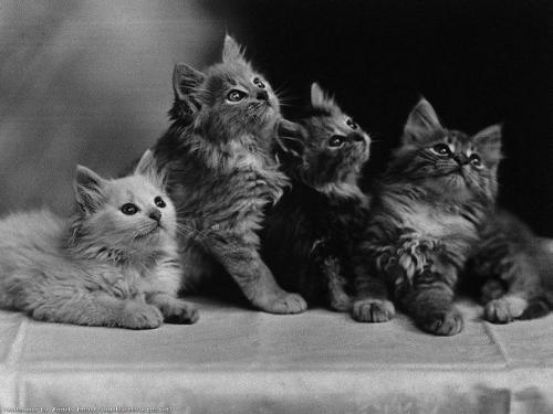 cats - cute cats