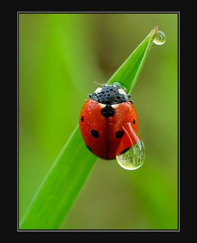 ladybug - I was a ladybug