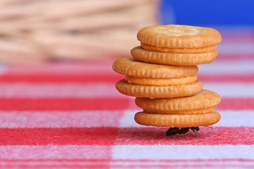 possible ant - by seeing this ant we can get inspiration   my main moto of this photo is we have to work hard like these ants