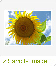 sun flower - bee flexible to the opportunities  we are at the sied of the opportunities