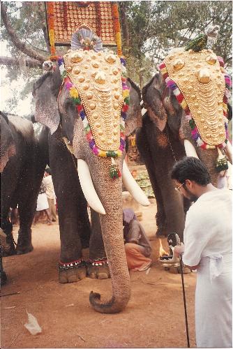 Pooram - Temple Festival. - Most temples in Kerala, India celebrate a Pooram (annual temple festival after the summer harvest). Generally atleast one ornately decorated elephant is a must during such events. This photograph was taken at one such pooram in a small village in the Thrissur district of Kerala.