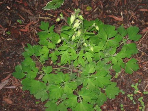 Unknown - What is this plant? Unknown - What is this plant?